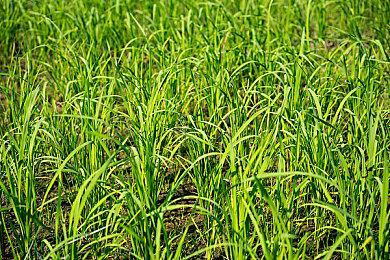 B社：如果《星空》首发还登陆PS5 将不得不再次跳票